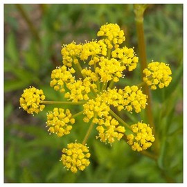 Everwilde Farms - 1/4 Lb Golden Alexanders Native Wildflower Seeds - Gold Vault
