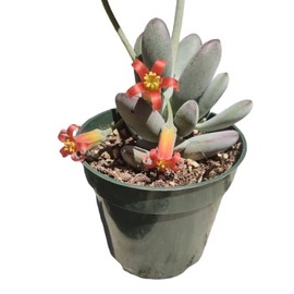 USKC Live Succulent Plants (4" Cotyledon Orbiculata cv)