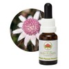 Pink Flannel Flower 15 ml Stockbottle Australian Bush Flower Essences