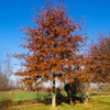 Generic Shumard Oak, Shade Tree, Ample Size, Drought Resistant, Acorn