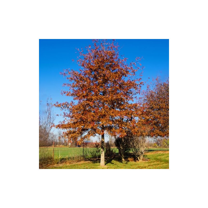 Generic Shumard Oak, Shade Tree, Ample Size, Drought Resistant, Acorn