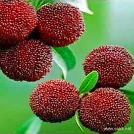 50 Seeds Bayberry Seeds, Chinese Bayberry Delicious Fruits, Myrica Fragrant Leaves by SeedsTop
