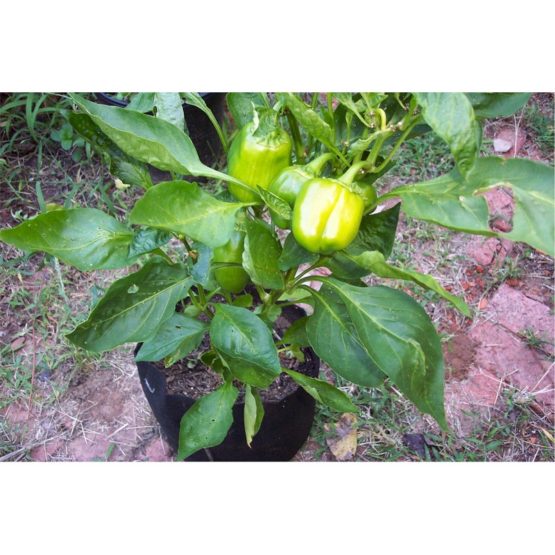 Smart Pots 7-Gallon Smart Pot Soft-Sided Container, Black with Cut