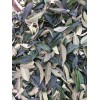 Tree 10 Organic fresh Loquat tree seeds from California bay