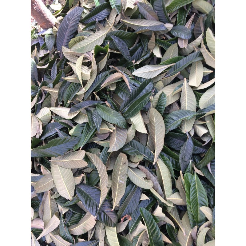 Tree 10 Organic fresh Loquat tree seeds from California bay
