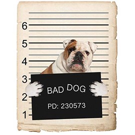 English Bulldog Dog Mugshot Bad Dog Car Bumper Magnet, Magnetic for Refrigerator, Decorative Fridge, Office, Whiteboard, Kitchen, Locker Waterproof Decor, Family & Friends, 4x7 in