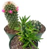 Florida House Plants BubbleBlooms Cactus Assortment, 4 inch Set of