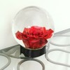 Achla Designs Glass Flower Aquarium, Globe Vase