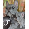 Vivid Arts Plant-Pals (Blue French Bulldog with Puppies)