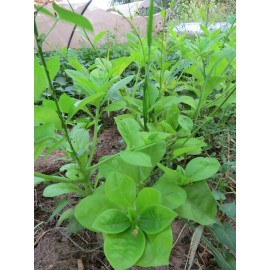 J&L Gardens Jewels of Opar or Fame Flower (Talinum paniculatum) delicate beauty and flavor