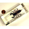 4.3" Real Whip Scorpion in Crystal Clear Lucite Resin Specimen