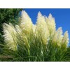 Pampas Grass | Cortaderia Selloana | 10 Live Plants |