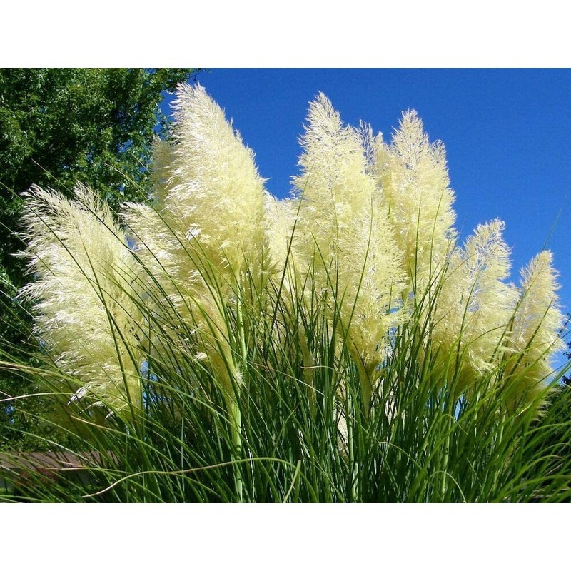 Pampas Grass | Cortaderia Selloana | 10 Live Plants |