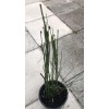 Horsetail Reeds 15-20 Count, 15-30 Inches Tall Equisetum Hyemale LIVE