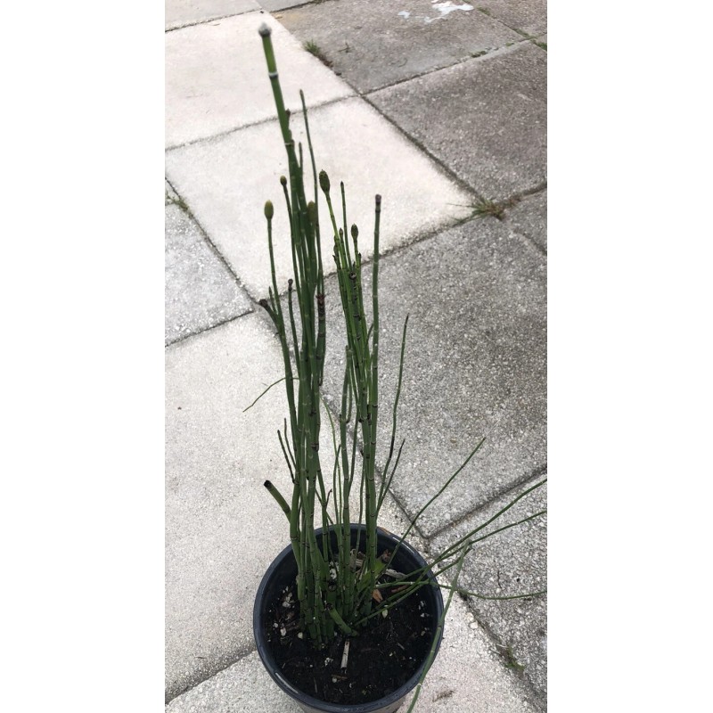 Horsetail Reeds 15-20 Count, 15-30 Inches Tall Equisetum Hyemale LIVE