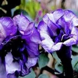 Double Purple Devil Trumpet! 15 Seeds ! THIS WILL SLOW DOWN TRAFFIC! Comb.S/H!