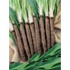 SeedsUP - 100+ Seeds Giant Black Root Salsify - Vegetable
