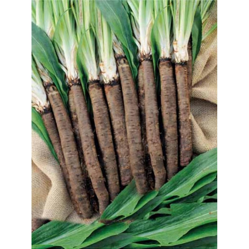 SeedsUP - 100+ Seeds Giant Black Root Salsify - Vegetable