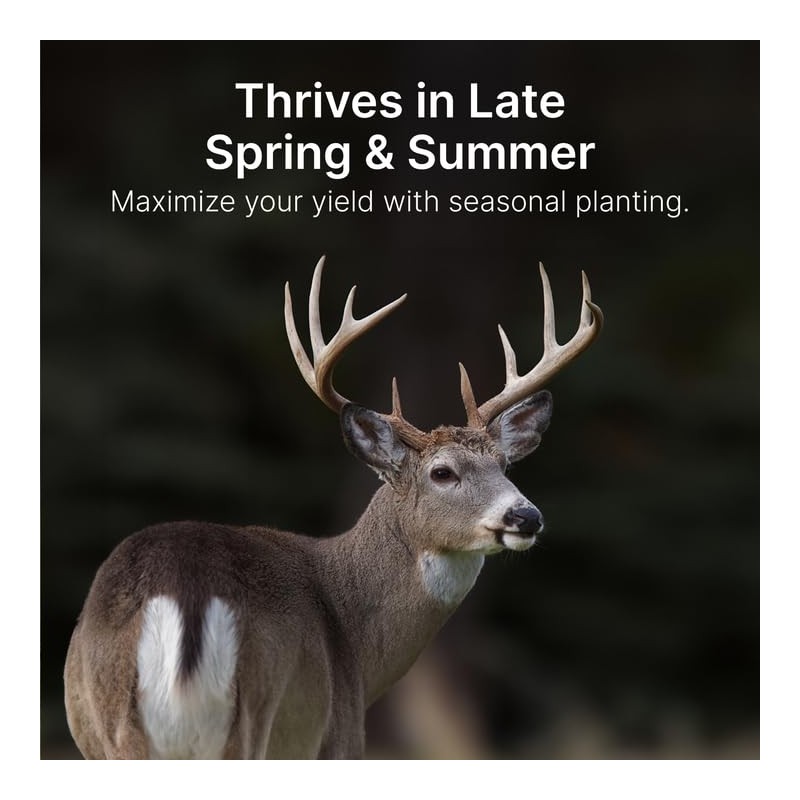 Hit List Seed® Grain Sorghum Food Plot Seeds for Deer