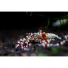 Shirakura EBI DAMA 80g Food for Shrimp and Crayfish