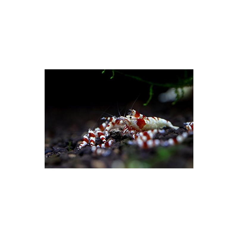 Shirakura EBI DAMA 80g Food for Shrimp and Crayfish