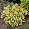 Autumn Frost 4 inch starter hosta