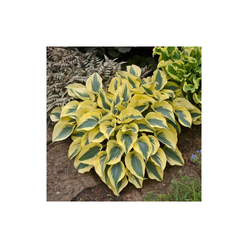 Autumn Frost 4 inch starter hosta