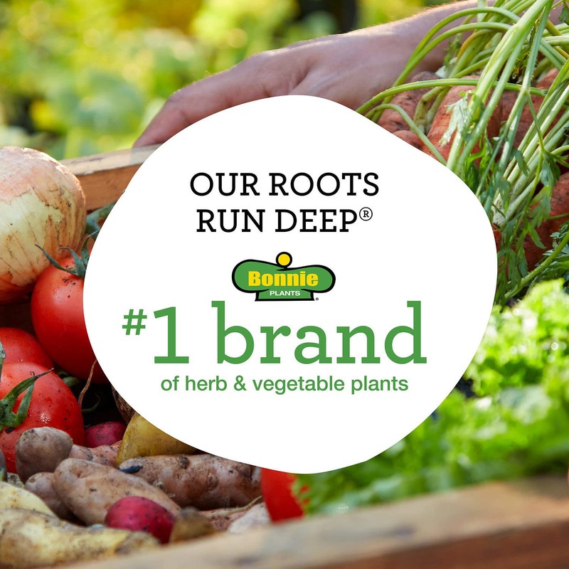 Bonnie Plants Red Bell Pepper Live Vegetable Plants - 4