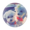 Cute Maltese Dog Faces