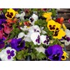 Seeds4planting - Seeds Viola Swiss Giant Mix (Purple, Red, Yellow,