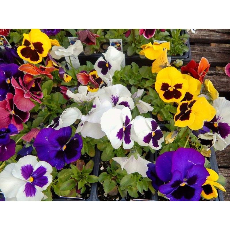 Seeds4planting - Seeds Viola Swiss Giant Mix (Purple, Red, Yellow,