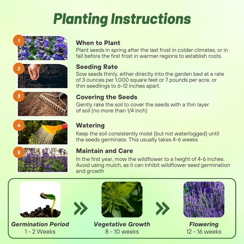 Outsidepride Blue Sage Salvia Farinacea Wild Flower Plant Seeds -