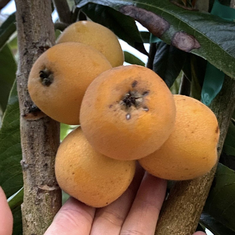 Unbranded Tori White Loquat Scions/Cuttings for grafting 3 ea -