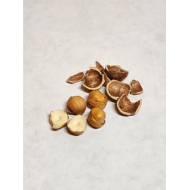 Hazelnuts in-shell, from our family orchard in Washington state (Roasted, 4 pounds)
