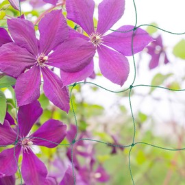 Relaxdays Trellis Net Set of 4 for Greenhouse, 200 x 250 cm, Trellis for Cucumbers, Mesh Size 10 cm, Greenhouse Net, PE, Green