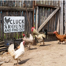 8 x 12 Inches Funny Chicken Coop Sign 'Cluck Around And Find Out' Tin Sign Metal Tin Plaque Decorations for Home Farm Chicken Coop Farmhouse Kitchen Garden