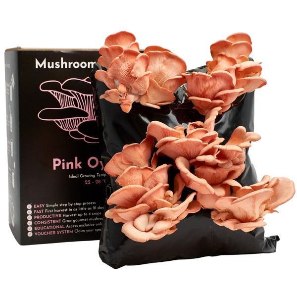 Urban Farm-It - Mushroom Growing Kit, XL Pink Oyster (Pleurotus Djamor), Easy to Use and Fast Growing, Includes Voucher to Claim Living Spawn Separately for Better Yield and Gifting