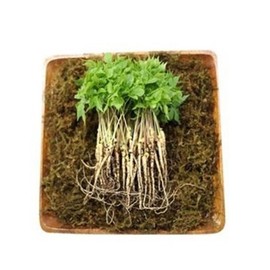 VDG Sulfur Sprouted Ginseng Mini 15cm or so 100 Roots
