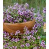 200PCS Lemon Thyme Seeds Thymus Pulegioides Ground Cover Seeds Heirloom