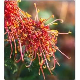 Chrysanthemum Phoenix Live Plant – 3” Pot – Hardy Fall Blooms