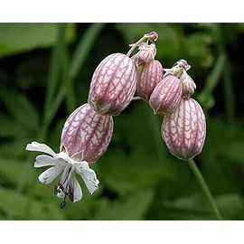 CZ Grain 50 Bladder Campion Seeds to Plant Silene vulgaris