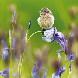 Woodmansterne RSPB Blank/Birthday Card - Young Stonechat