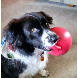 Jolly Pets 2 Wobbly Dogg 6" Heavy Duty Dog Balls with Handle MADE IN USA-FREE SHIPPING