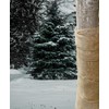 Medoore Natural Burlap Tree Protector Wraps, 40inches x 20ft Plants