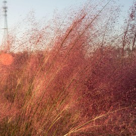 Pink Muhly Grass (2.5 Gallon) Tall Ornamental Perennial with Airy Plume Heads - Full Sun Live Outdoor Plant