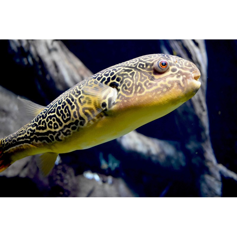 Seachem Clarity Water Clarifier