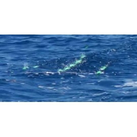 Reel Rraggin' Tackle Squid Bird Spreader Bar Offshore Trolling for Tuna, Marlinor Mahi, Use as a Teaser, or Hooked rig. (5 inch Green Squid, Green Bird)