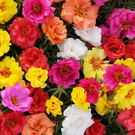 Portulaca Seeds Moss Rose Succulent Heat & Drought Tolerant Attracts Bees & Butterflies Ground Cover Hanging Baskets Outdoor 20Pcs Mixed Colors Flower Seeds by YEGAOL Garden