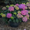Blooming & Beautiful - Summer Crush Bigleaf Hydrangea - Endless