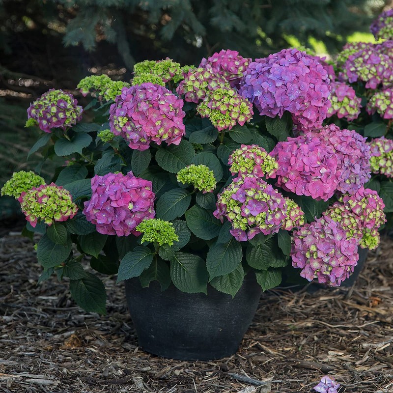 Blooming & Beautiful - Summer Crush Bigleaf Hydrangea - Endless
